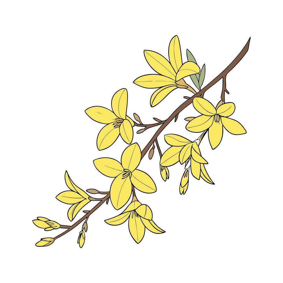 Elegant Forsythia Flower Design on Clean White vector