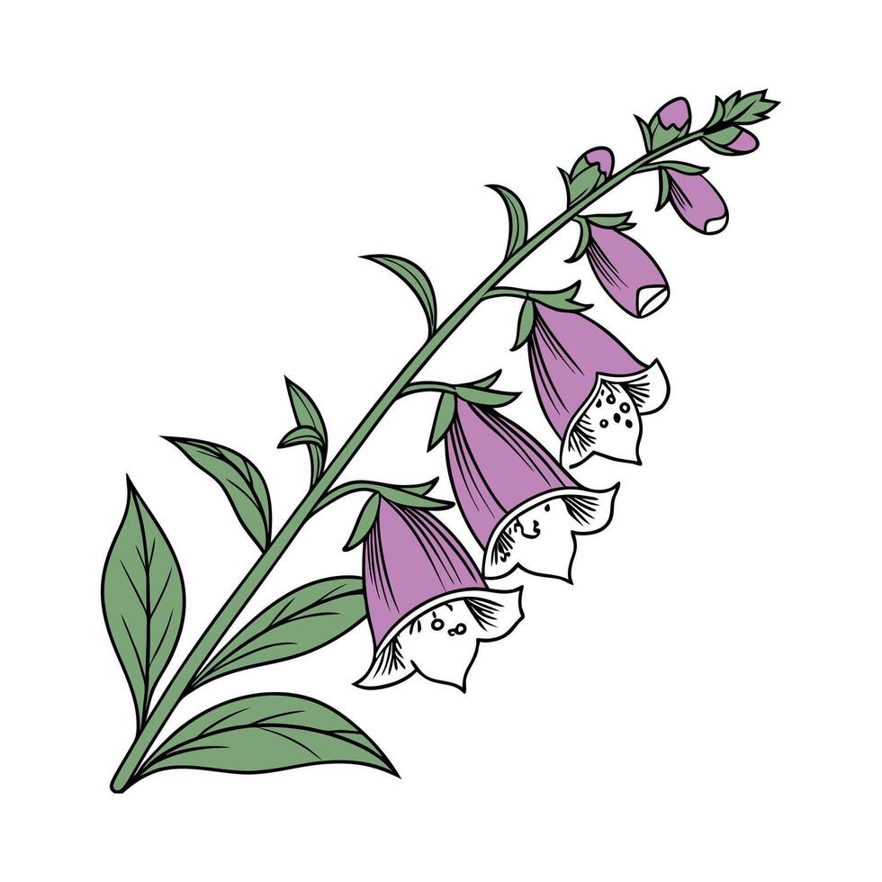 Stunning Foxglove Floral Art on Clean White vector