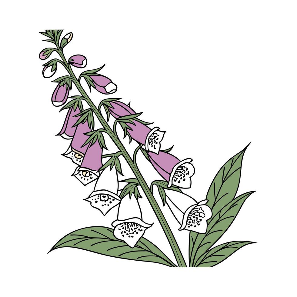 Charming Foxglove Flower Illustration on Bright White vector