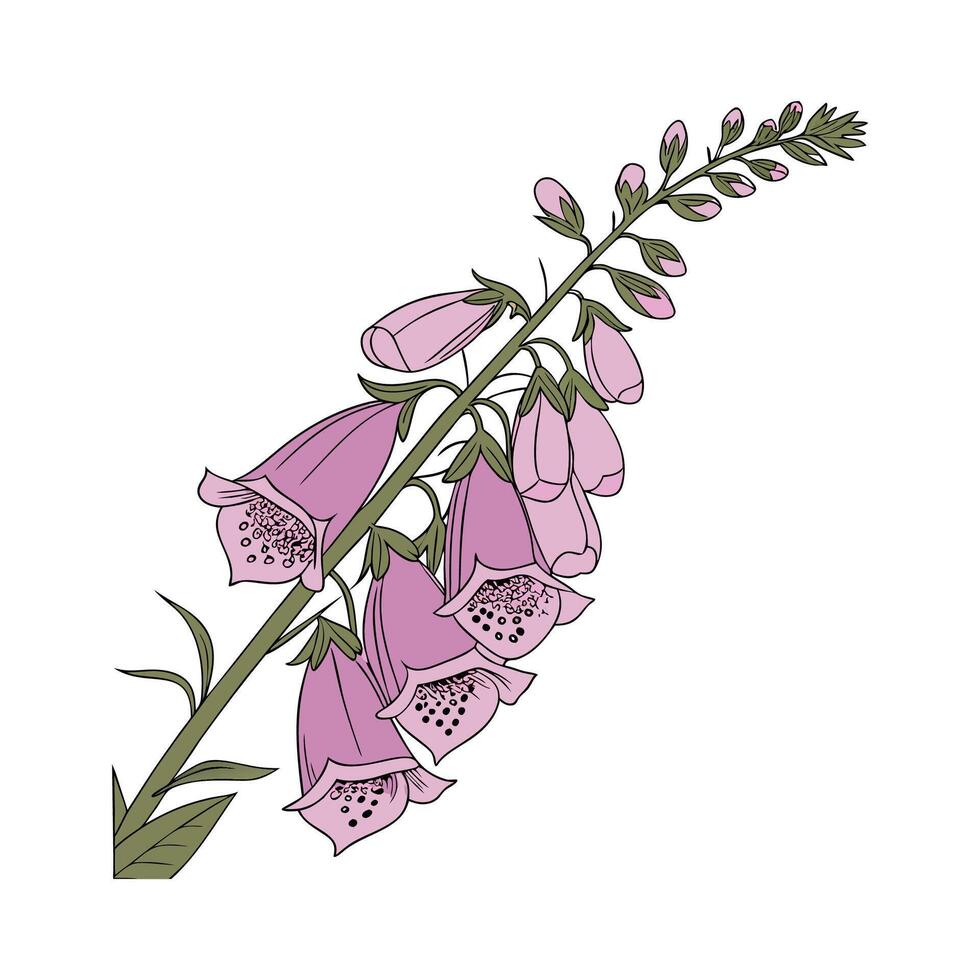 Vivid Foxglove Flower Design on Clean White vector