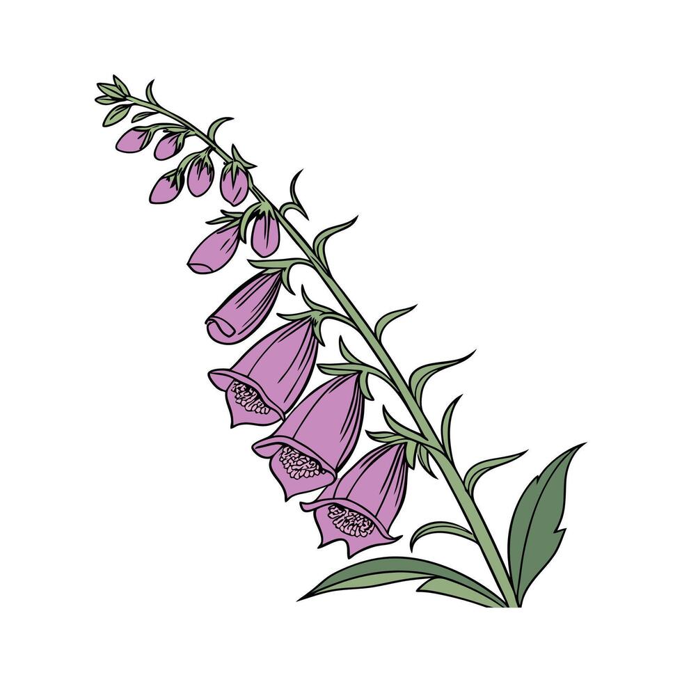 Stunning Foxglove Floral Art on Bright White vector