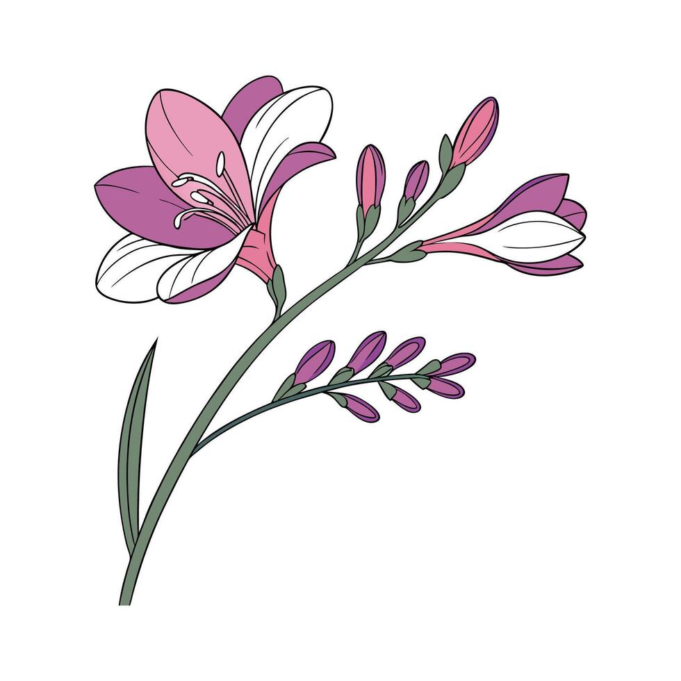 Vivid Freesia Flower Design on White vector
