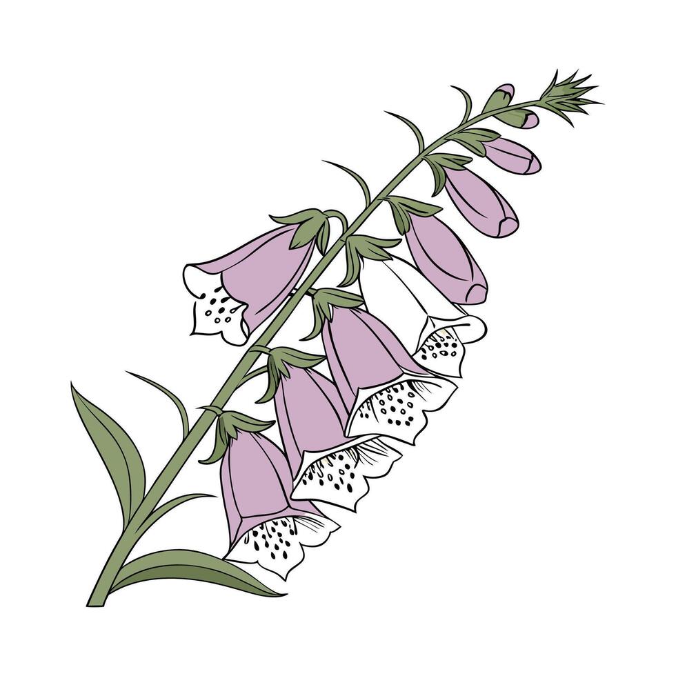 Stunning Foxglove Flower Design on Bright White vector
