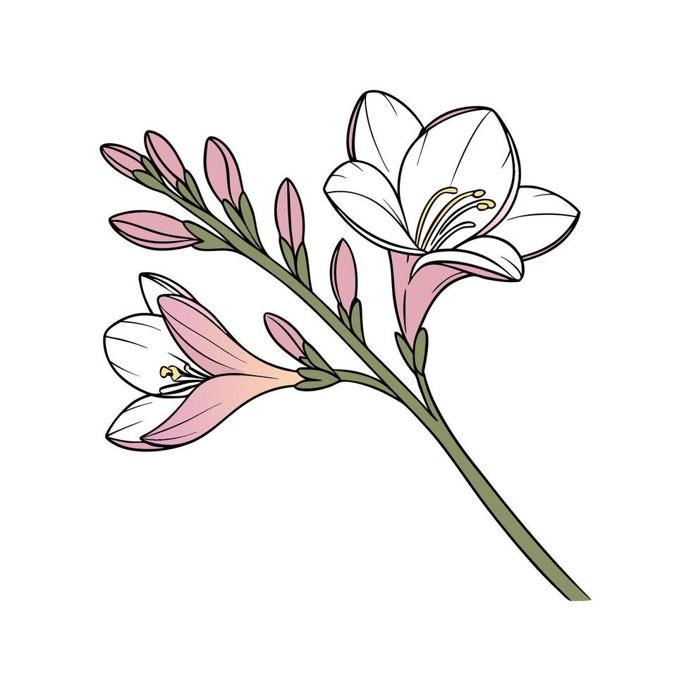 Charming Freesia Floral Art on Clean White vector