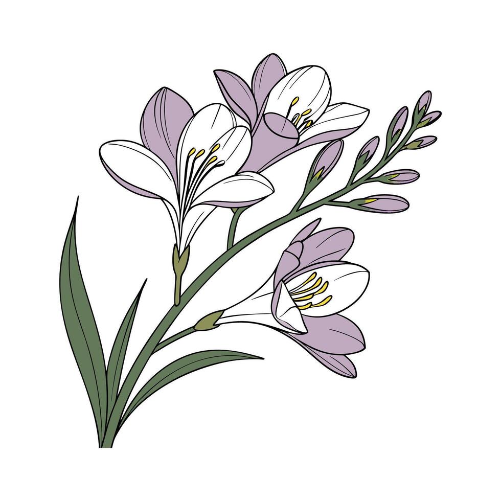Elegant Freesia Floral Art on Clean White vector