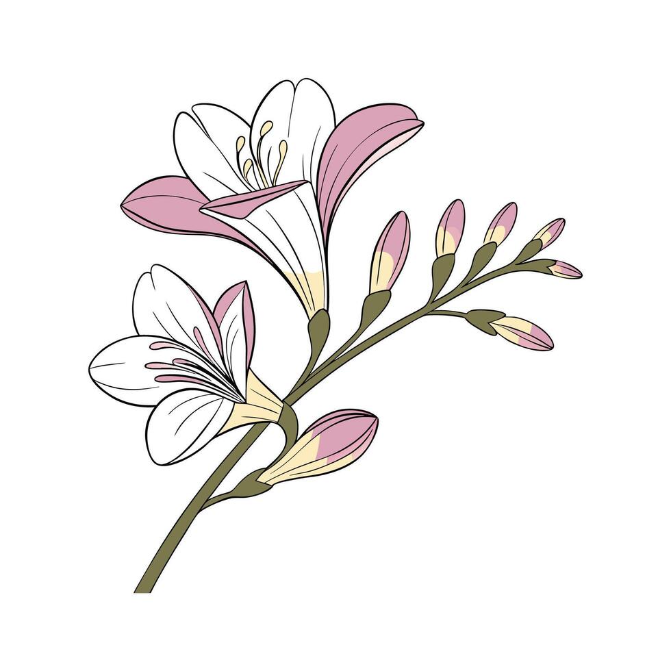 Charming Freesia Floral Design on Clean White vector