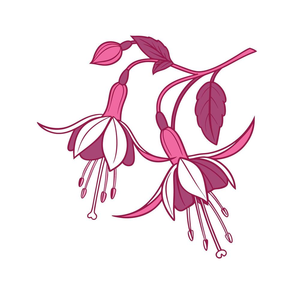 Elegant Fuchsia Design on White vector