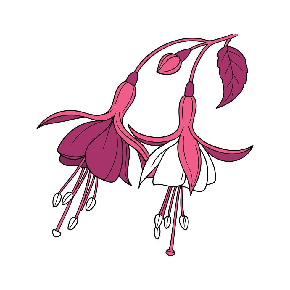 Charming Fuchsia Floral Design on Clean White vector