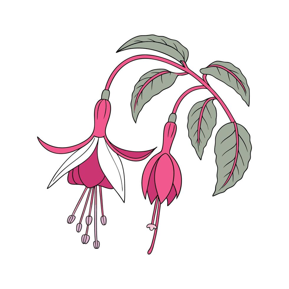 Stunning Fuchsia Floral Art on Bright White vector