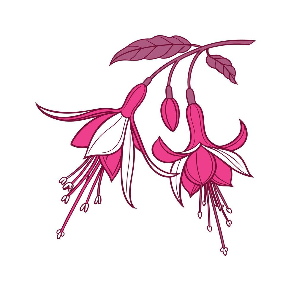 Vivid Fuchsia Design on Bright White vector