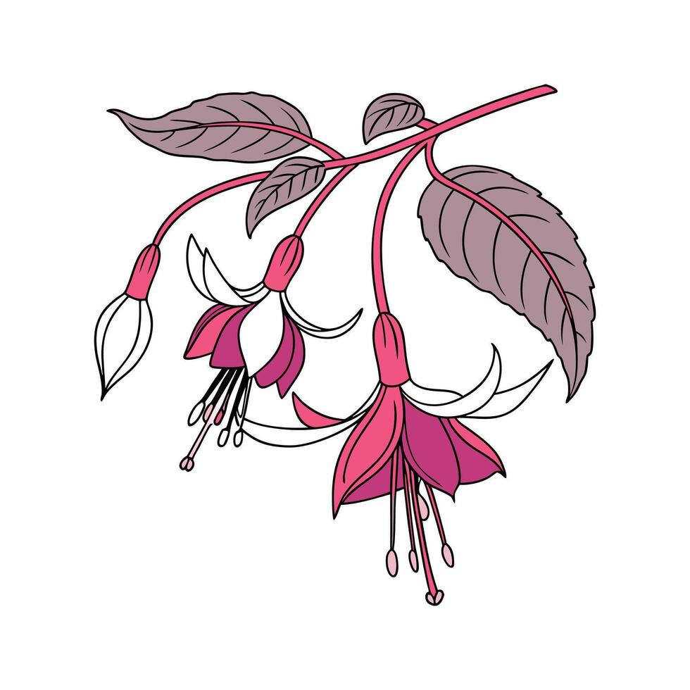 Stunning Fuchsia Flower Art on White vector