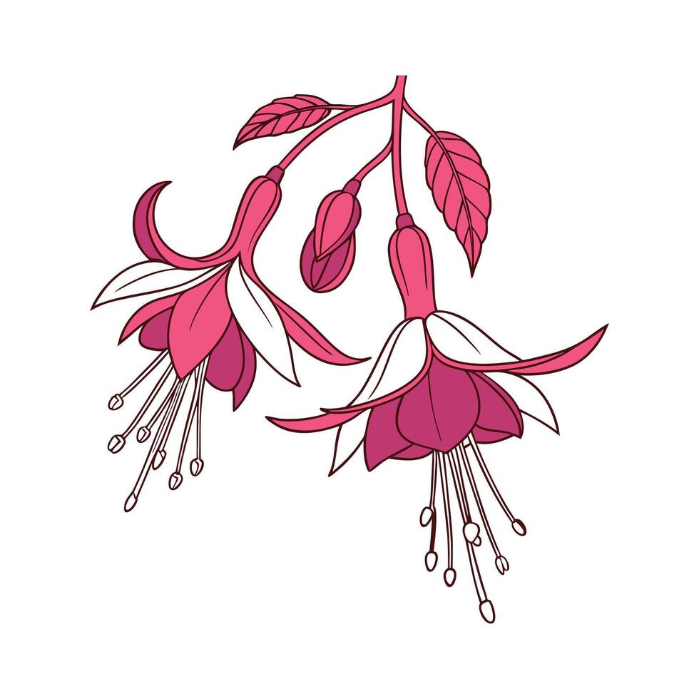 Elegant Fuchsia Flower Design on Clean White vector