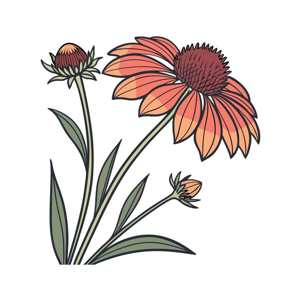 Elegant Gaillardia Flower Design on Bright White vector