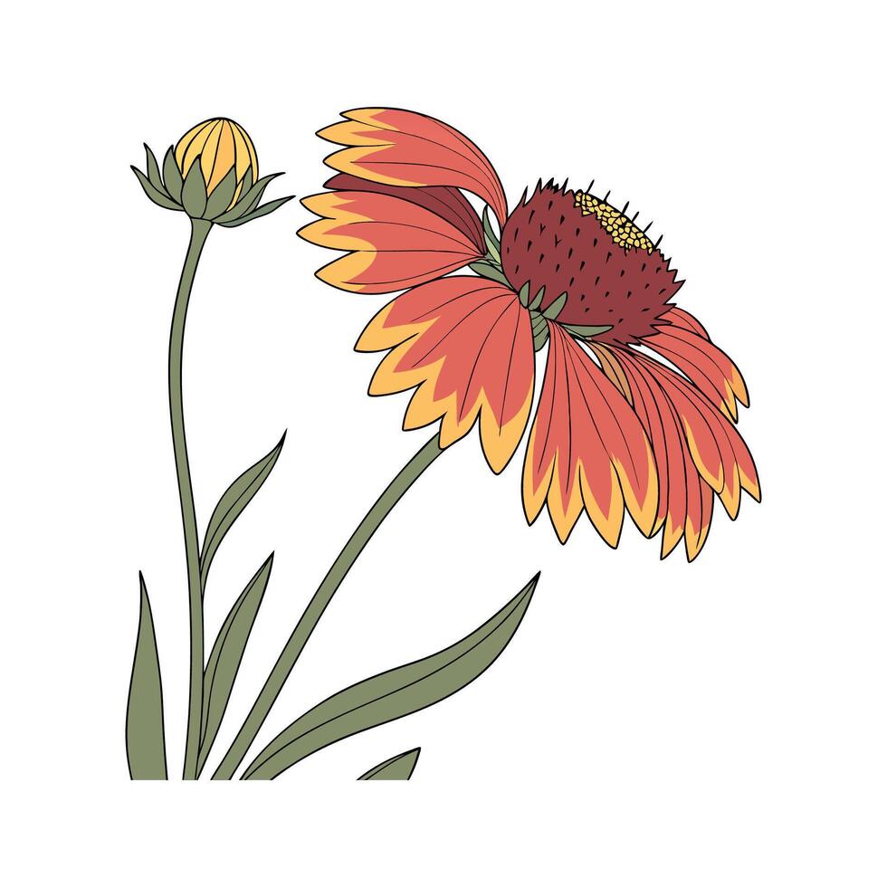 Vivid Gaillardia Flower Design on White vector