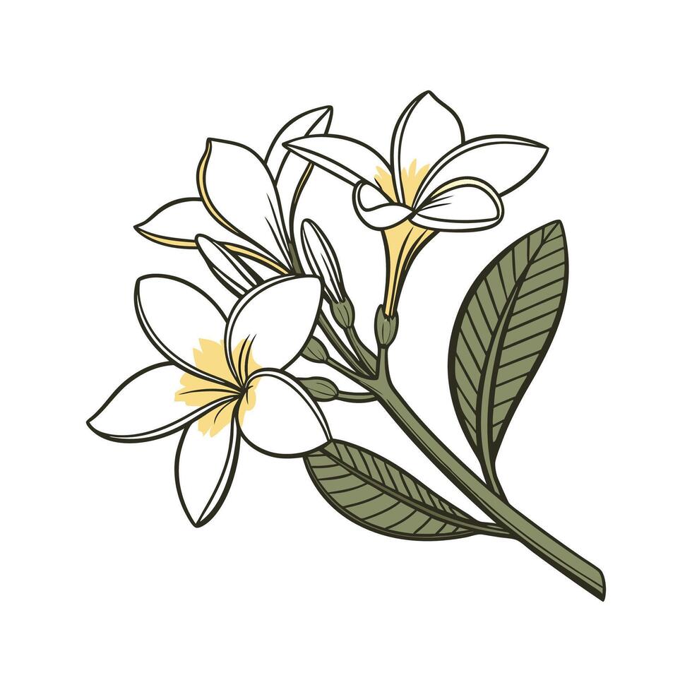 Stunning Gardenia Flower Design on Clean White vector
