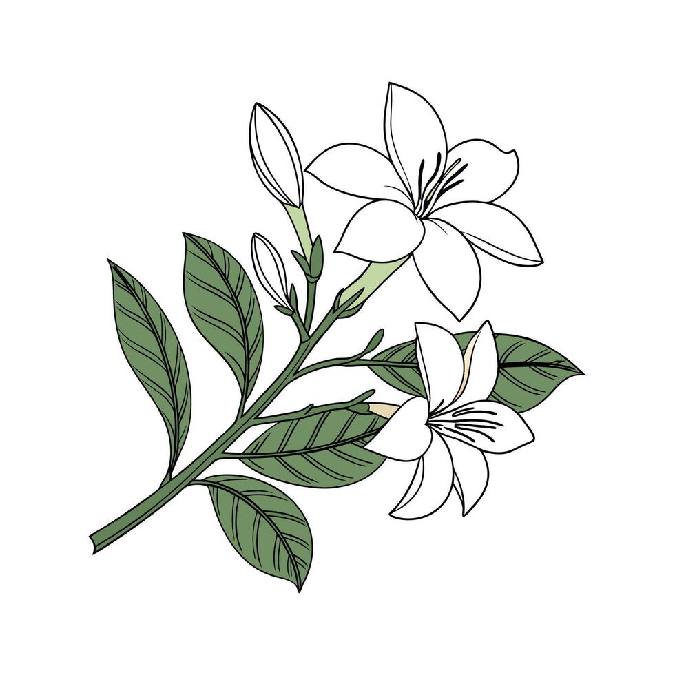 Charming Gardenia Floral Art on Bright White vector