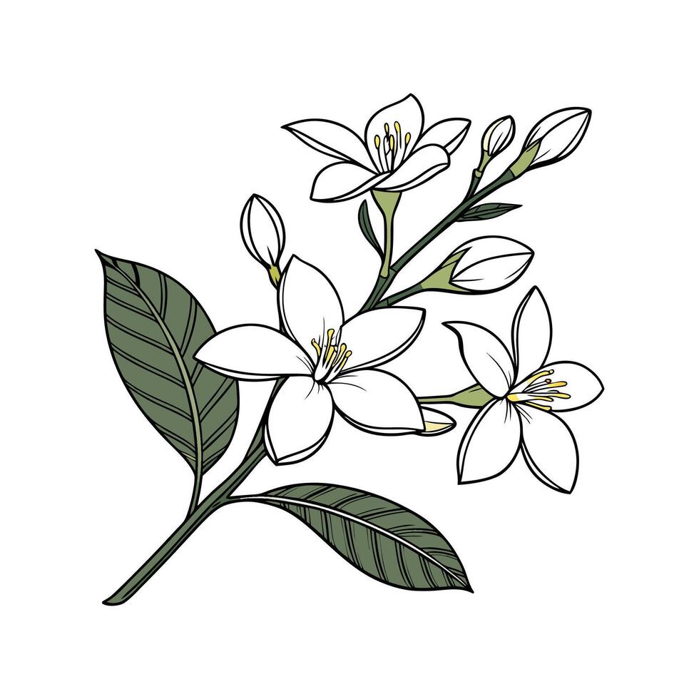 Elegant Gardenia Flower Design on Bright White vector