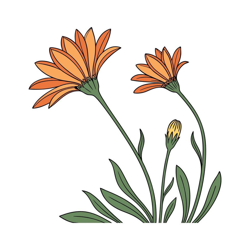 Elegant Gazania Flower Design on White vector