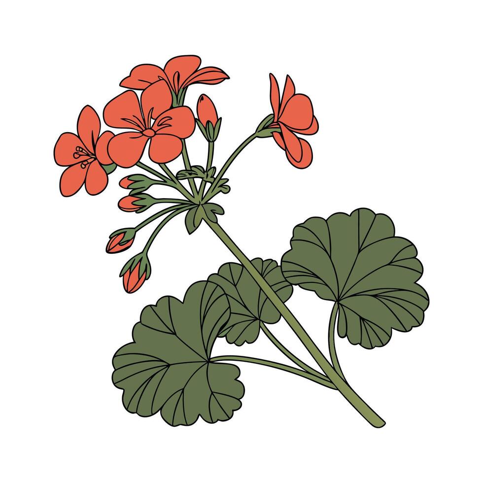 Beautiful Geranium Floral Design on White vector