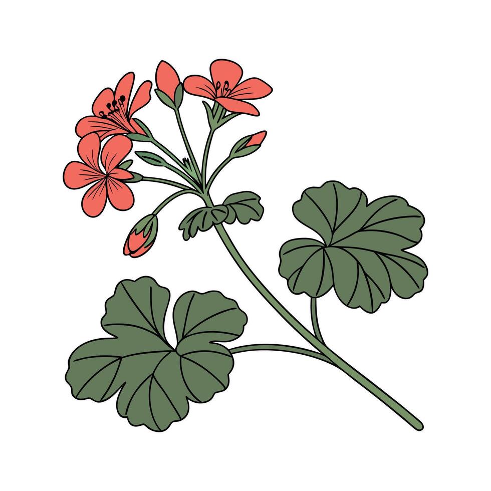 Charming Geranium Floral Design on Bright White vector