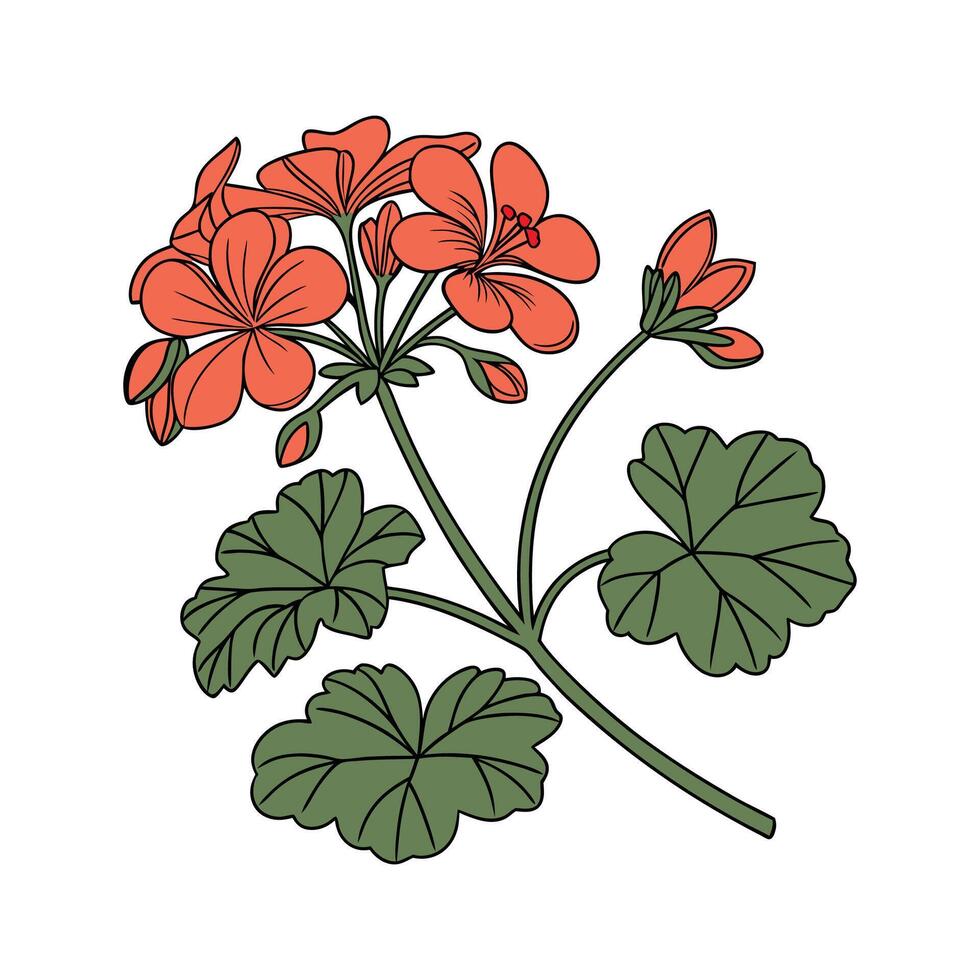 Stunning Geranium Floral Art on Clean White vector