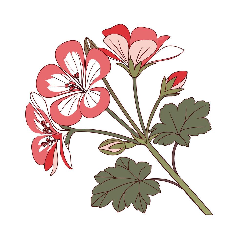 Charming Geranium Flower Design on Bright White vector