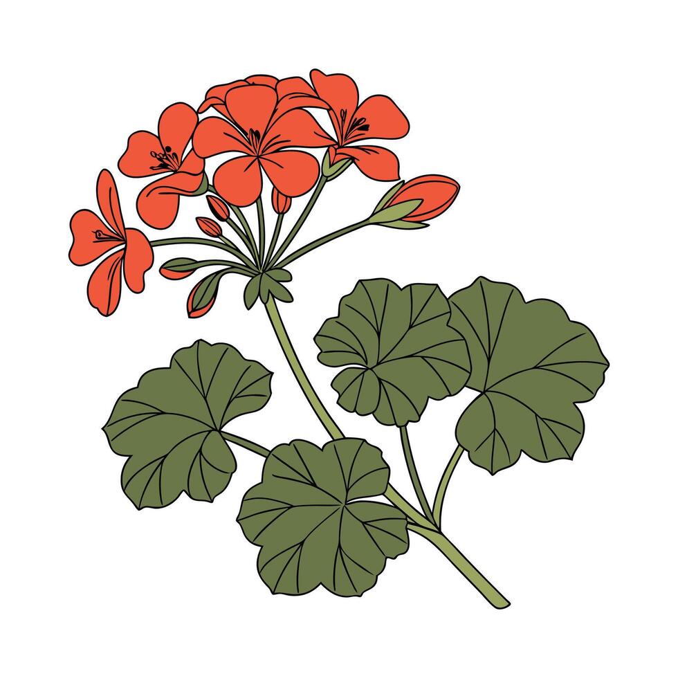 Elegant Geranium Flower Design on White vector