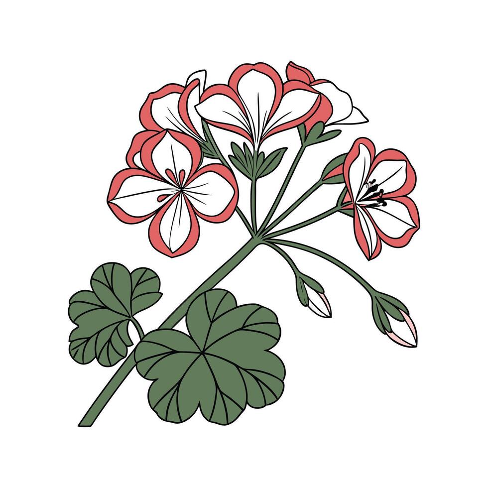 Stunning Geranium Flower Design on Clean White vector