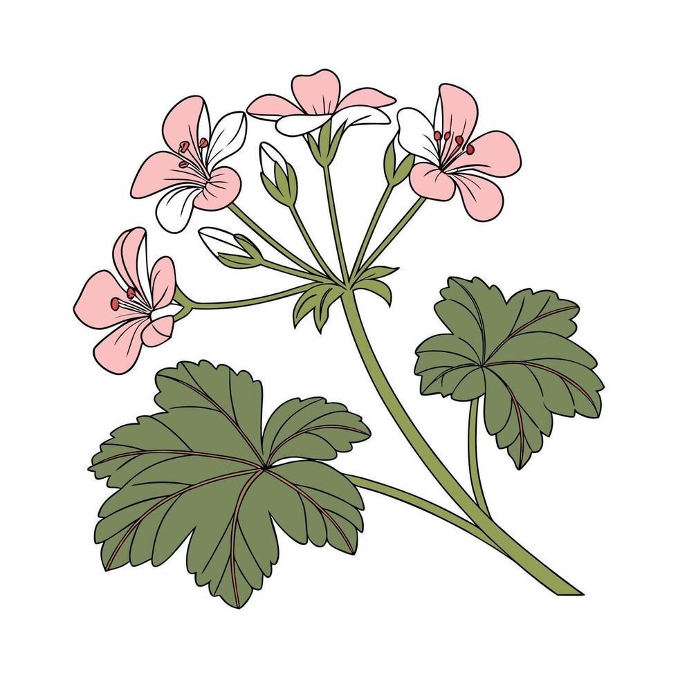 Stunning Glandularia Floral Art on Bright White vector