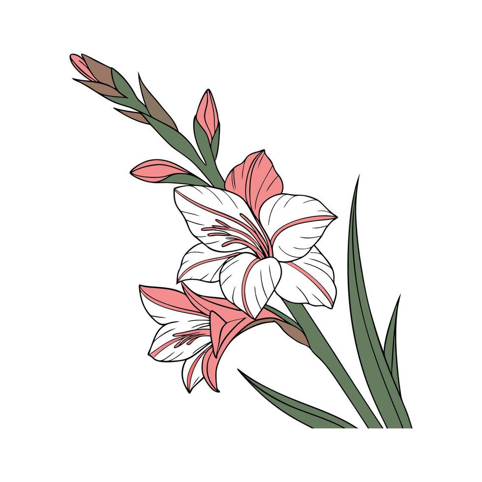 Elegant Gladiolus Flower Design on White vector