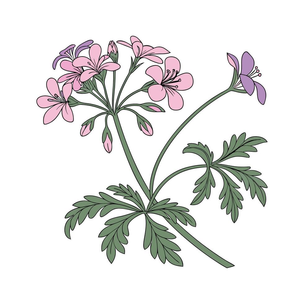 Elegant Glandularia Flower Design on White vector