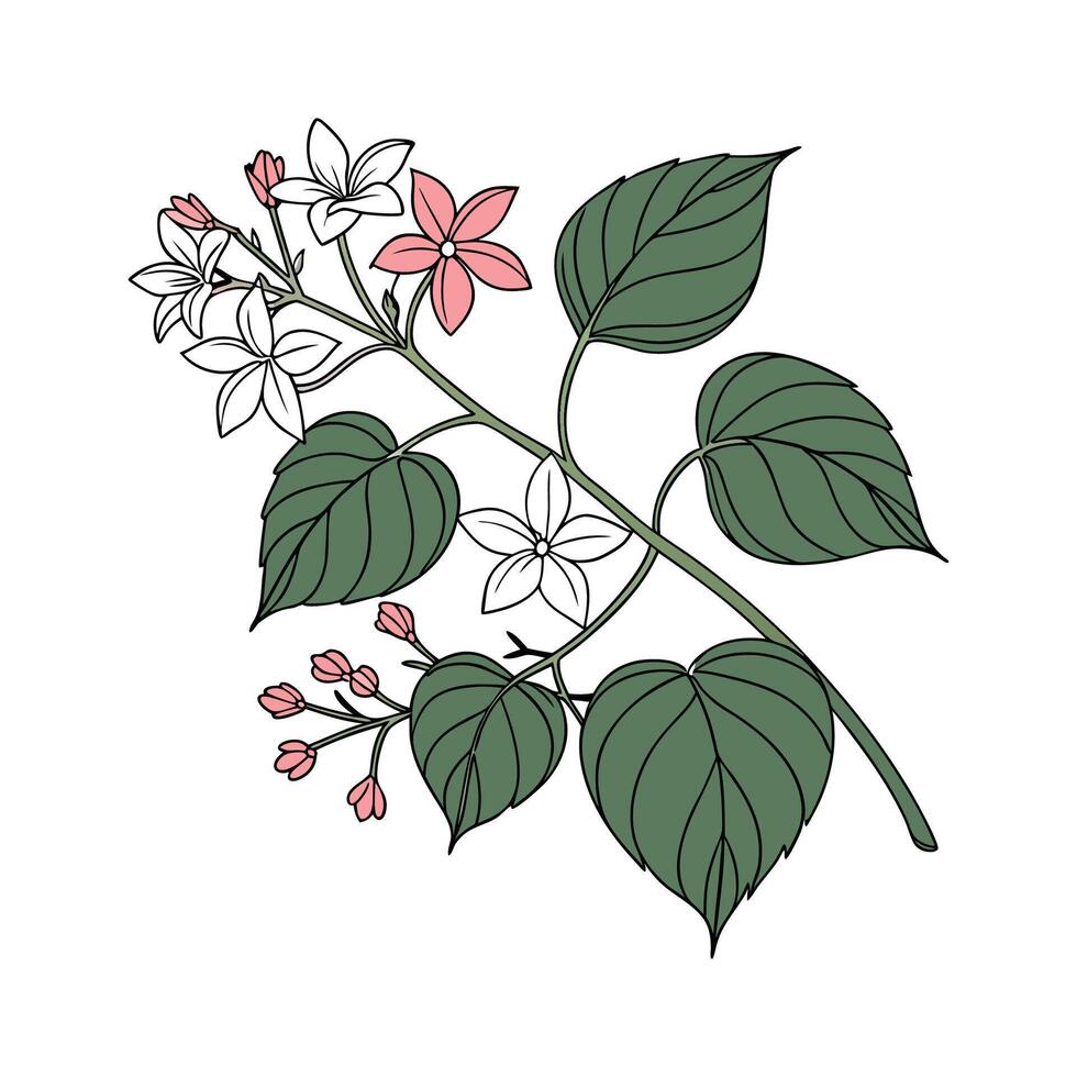 Stunning Glorybower Floral Design on White vector
