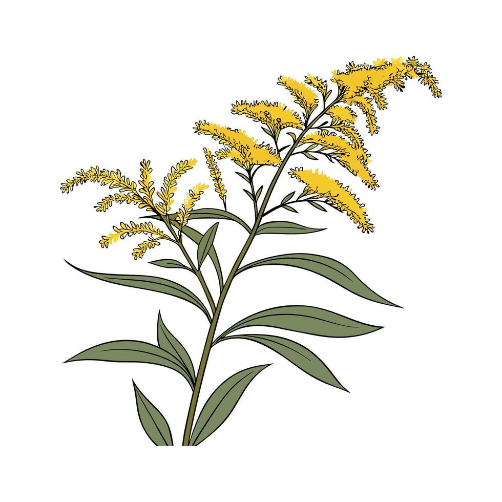Charming Goldenrod Flower Design on White vector