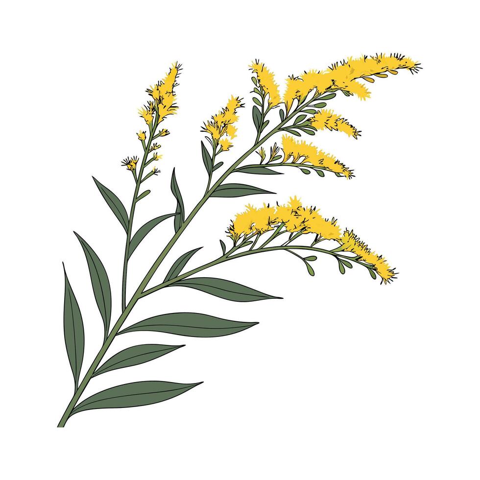 Vivid Goldenrod Flower Design on Clean White vector