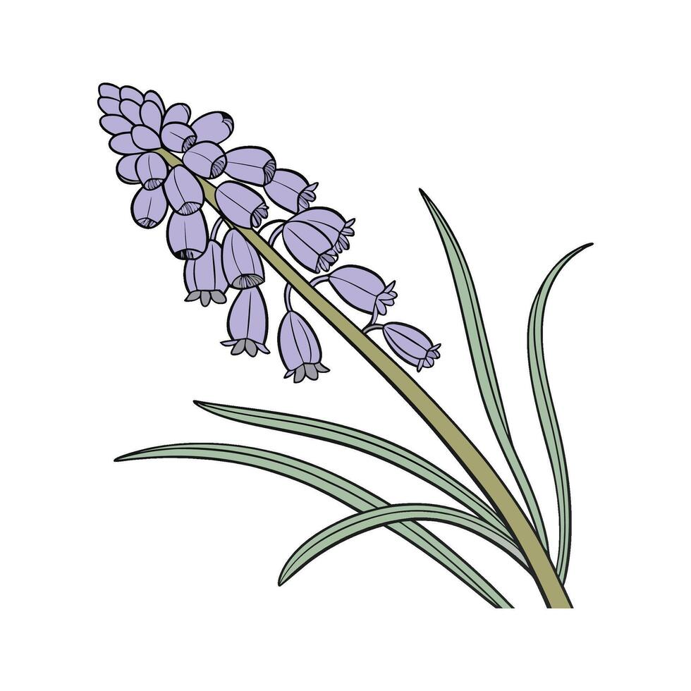 Stunning Grape Hyacinth Floral Art on Bright White vector
