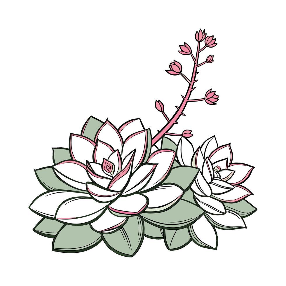 Stunning Graptopetalum Flower Design on Bright White vector