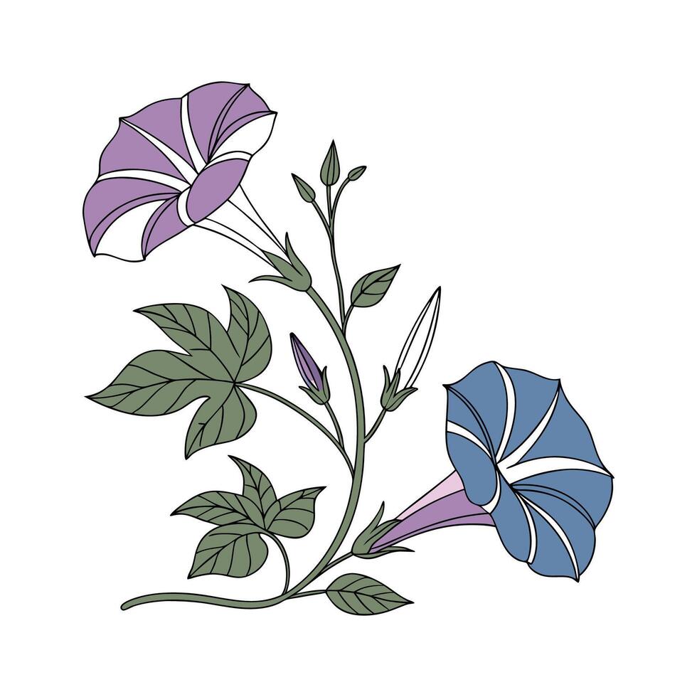 Charming Ground Morning Glory Design on White. vector