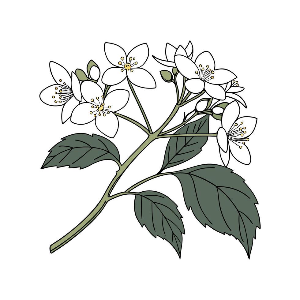 Stunning Guelder Rose Floral Art on Bright White vector