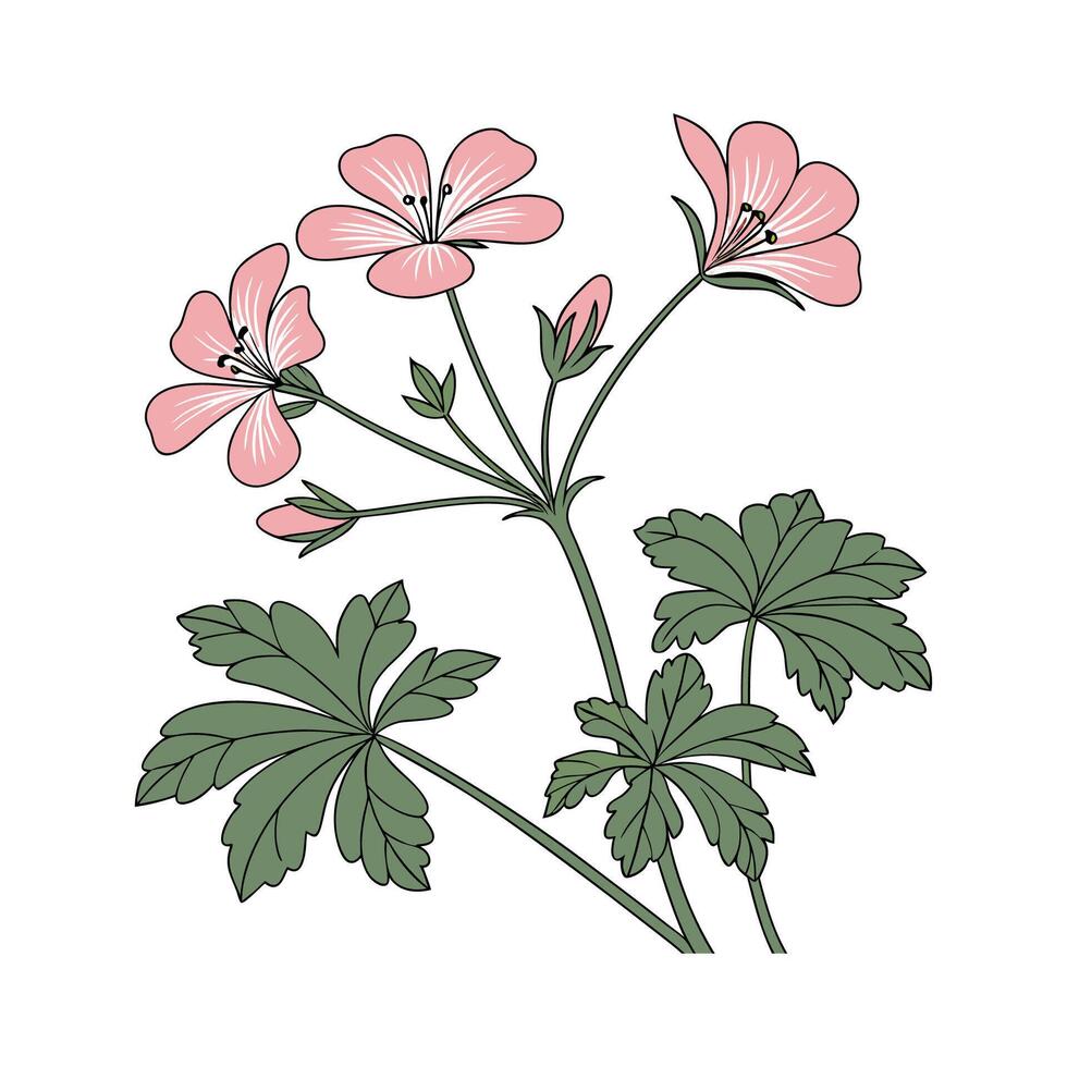 Stunning Hardy Geranium Flower Design on Bright White vector