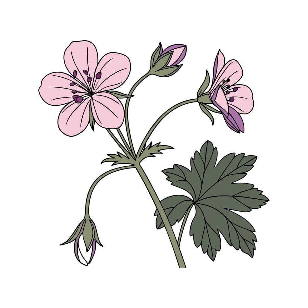 Elegant Hardy Geranium Flower Design on White vector