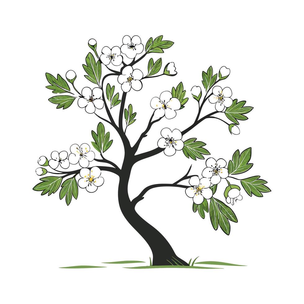 Elegant Hawthorn Flower Design on White vector