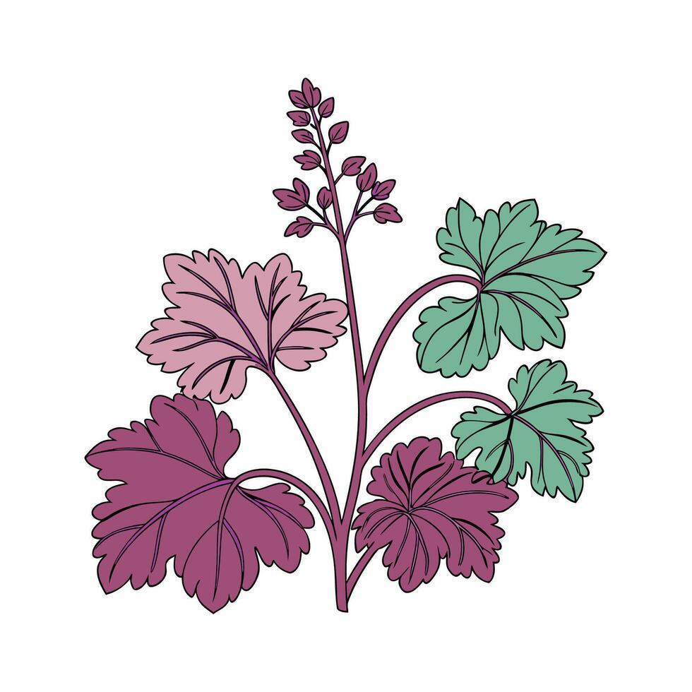 Charming Heuchera Floral Design on White vector