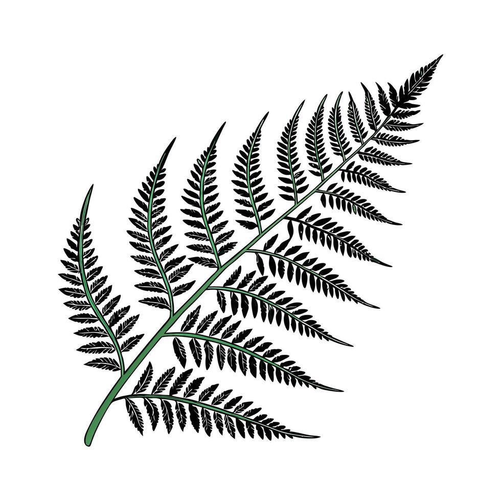 Intricate Holly Fern Illustration on White Canvas vector