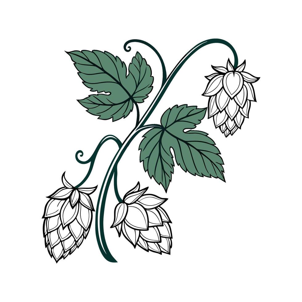 Charming Hops Flower Illustration on White Surface vector