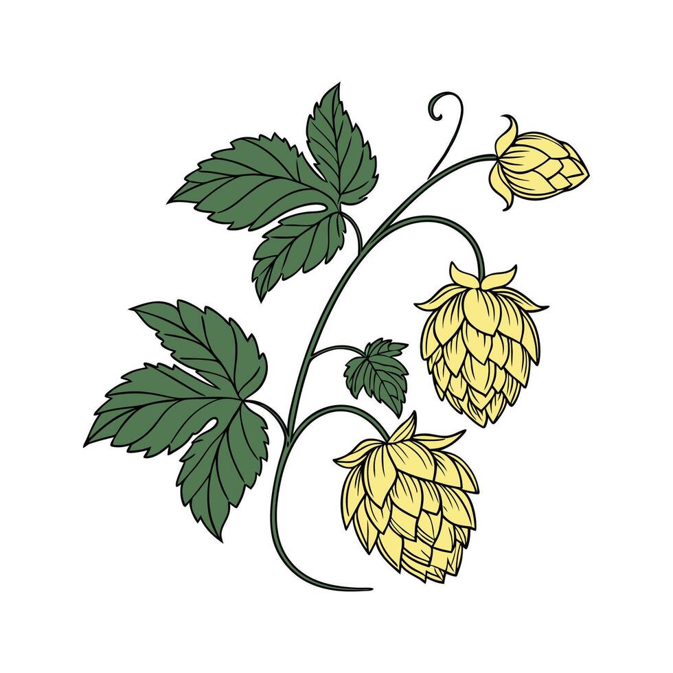 Artistic Hops Flower on White Canvas Background vector