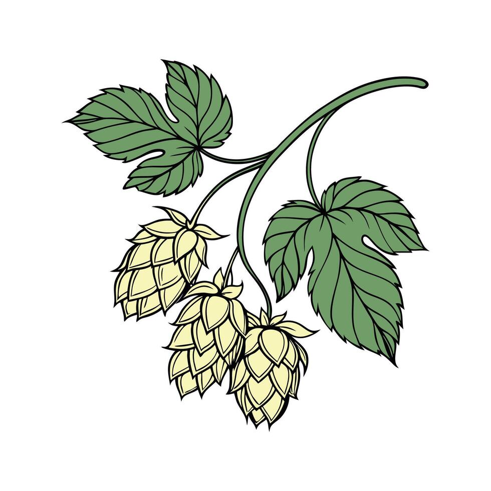 Beautiful Hops Flower Illustration on Bright White vector