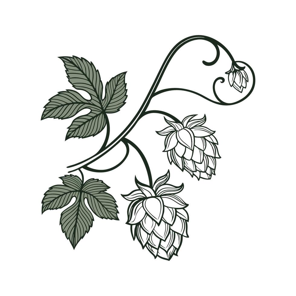Vibrant Hops Flower on Clean White Background vector