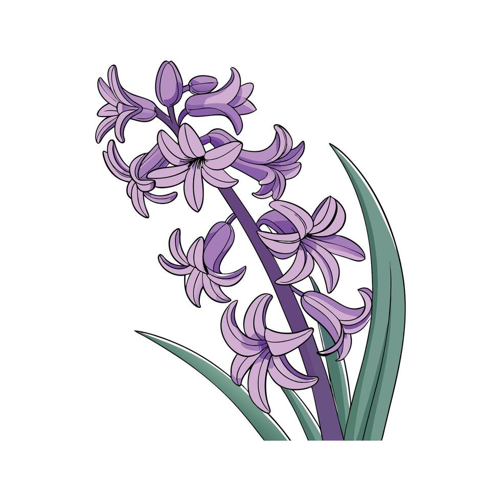 Elegant Hyacinth Flower on Clean White Background vector