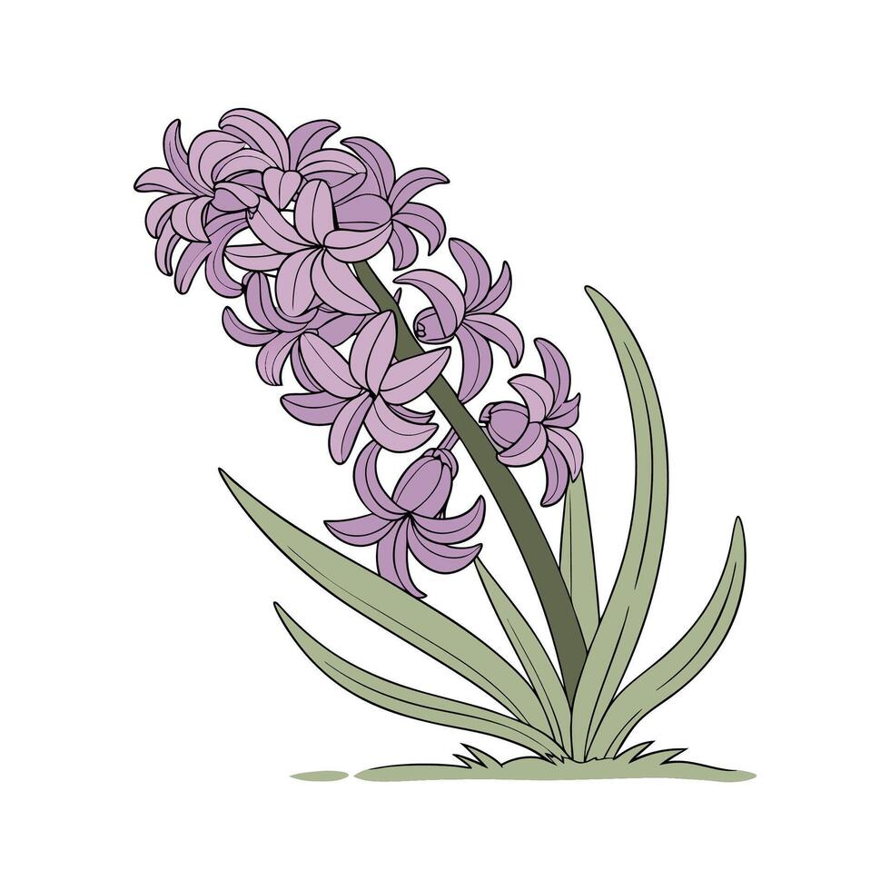 Beautiful Hyacinth Floral Design on Bright White vector
