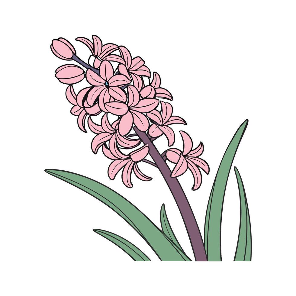 Charming Hyacinth Flower on Bright White Canvas vector